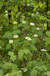 Mapleleaf viburnum